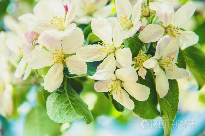 春天开花的树.盛开的花园.选择性焦点性质