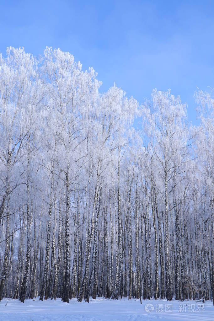 晴天,公园里有霜. 蓝天,雪和霜冻在树木和杉树的树枝上.