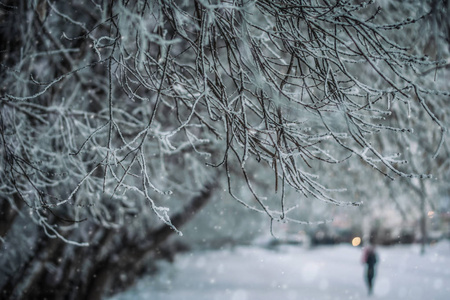 在寒冷的冬天，雪覆盖了树枝。