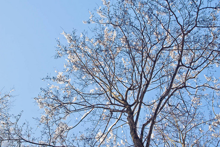 冬天公园里覆盖着白雪的树顶和蓝天