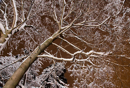 冬天公园里白雪覆盖的树梢图片