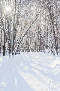 下午冬天公园里美丽的白雪覆盖的树木