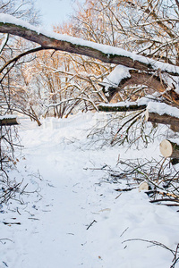 冬天的森林覆盖着积雪的树木图片