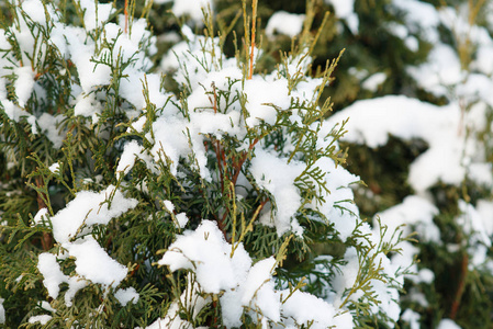 冬雪中的西葫芦