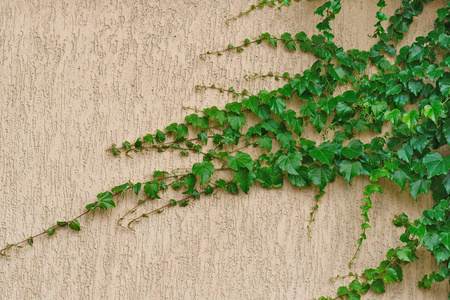 浮雕混凝土表面米色,叶片攀援植物照片