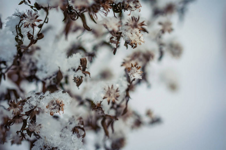 在室外寒冷的冬日，干燥的植物被雪覆盖。