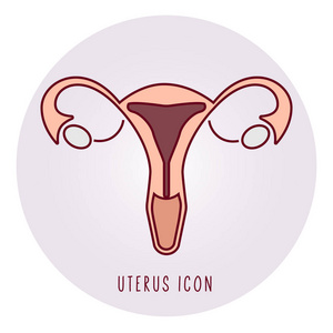 人类子宫插图.妇女的生殖器官照片