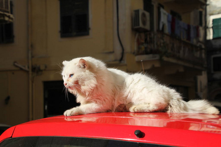 希腊的街头猫。 流浪猫希腊符号。