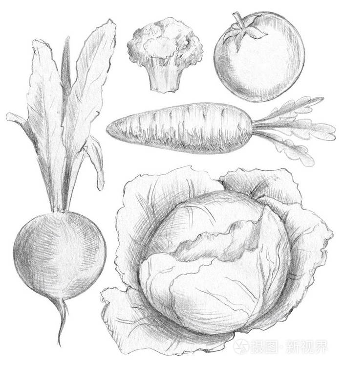 以甜菜,胡萝卜,西兰花,番茄和卷心菜为背景的蔬菜. 铅笔图形和插图
