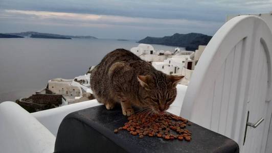希腊的街头猫。 流浪猫希腊符号。