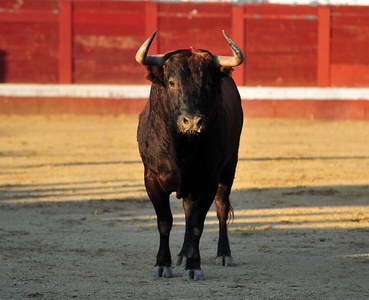 在西班牙斗牛