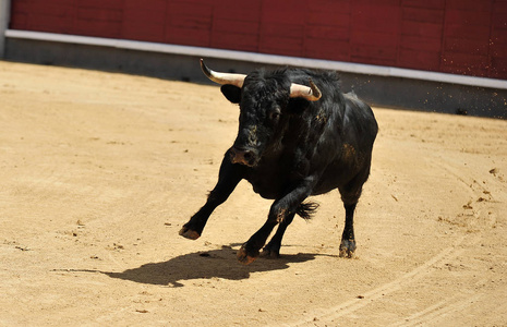 西班牙田野里的公牛