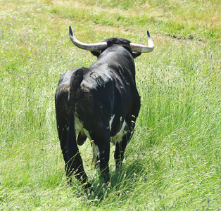 西班牙田野里的公牛