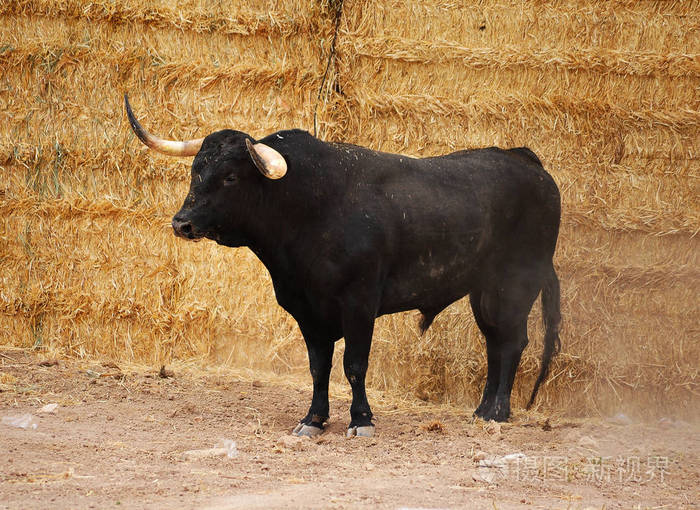 西班牙田野里的公牛