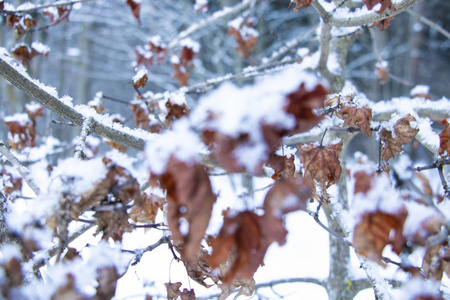 山毛榉树叶覆盖着雪。 枯叶上的新鲜雪。 冬季