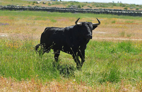 西班牙的壮牛照片