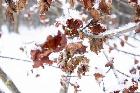 山毛榉树的叶子覆盖着雪。枯叶上新雪..冬季