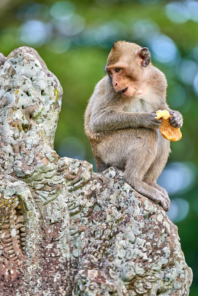 柬埔寨吴哥窟附近的一块岩石上坐着一只长尾巴的猕猴背景是一片绿色