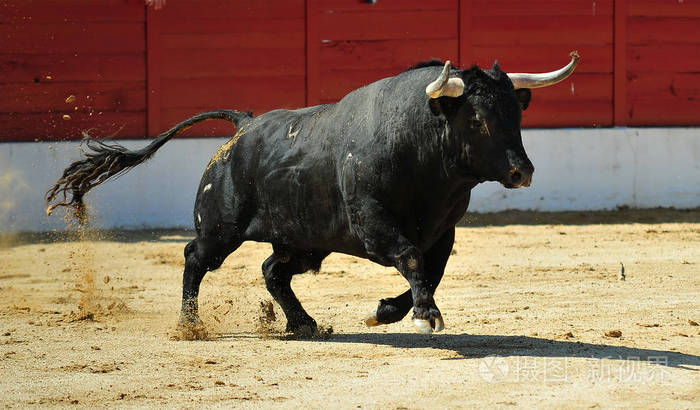 在西班牙斗牛照片-正版商用图片16zhce-摄图新视界