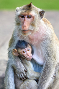 柬埔寨孩子柬埔寨吴哥窟附近有一只长尾巴的猕猴在照料她的孩子,背景