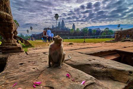 柬埔寨吴哥窟附近的一块岩石上坐着一只长尾巴的猕猴，背景是一片绿色模糊的风景