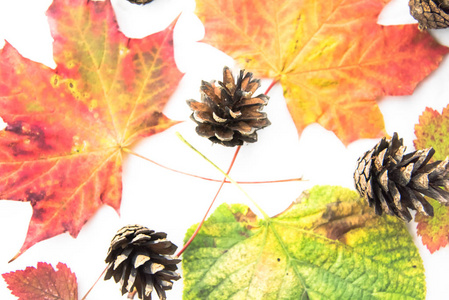 色彩斑斓的秋叶在白色的背景上分离，大地秋天的色彩