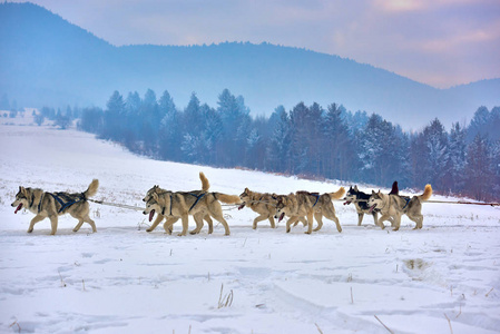 免费狗雪橇比赛与运动狗队正在雪地里奔跑的选秀狗