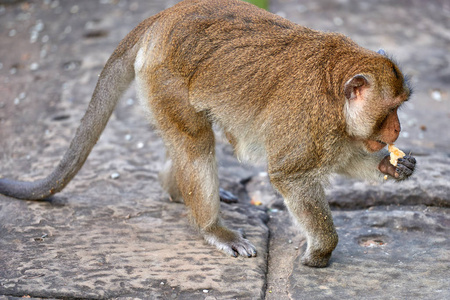 长尾巴猴子图片