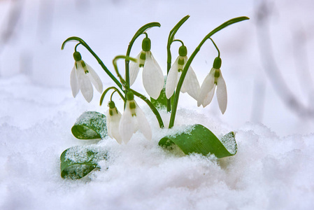 雪滴在雪泉白色的花上模糊的背景和文字的位置，以选择性的焦点和雪花。