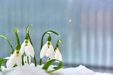 雪花放在蓝色背景上的雪泉白色花朵上,有选择地靠近文本,雪花照片