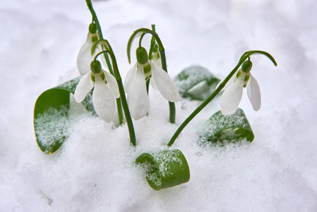 雪花在蓝色背景上的春白花，有选择的焦点和雪花的文本特写