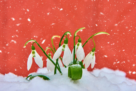 雪滴在雪泉中，白色的花在红色的背景上，为文本的位置，有选择的焦点和雪花。