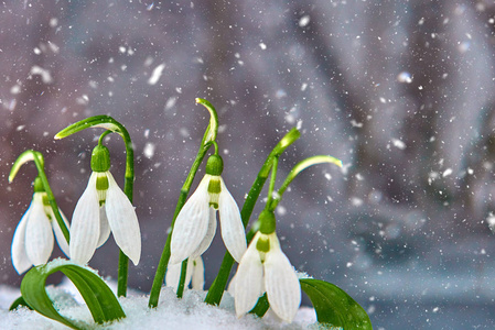 雪滴在雪泉白色的花上模糊的背景和文字的位置，以选择性的焦点和雪花。