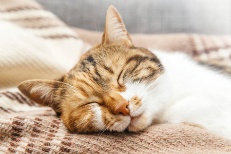 温暖舒适的冬天红猫上温暖的格子上白色孤立可爱的猫躺在家里的针织