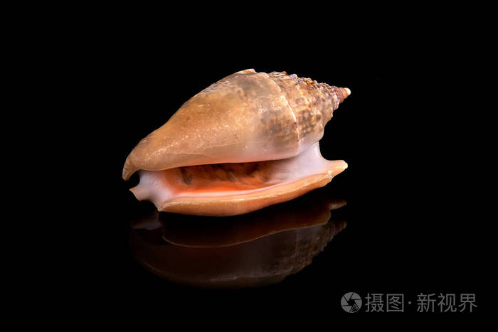 黑色背景下的贝壳