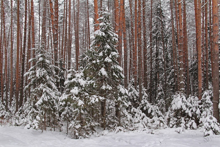 美丽的冬季景观。 冬季森林。 雪地里的树。 雪中的松树和松树。 俄罗斯。