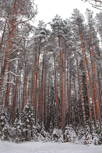 美丽的冬季景观。 冬季森林。 雪地里的树。 雪中的松树和松树。 俄罗斯。