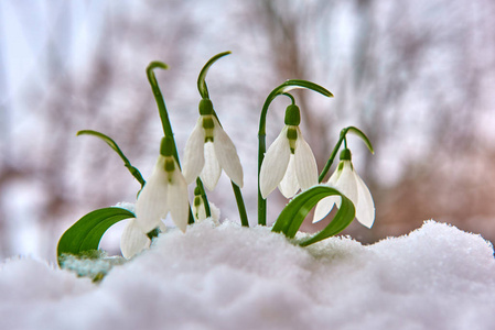 春天雪花花图片