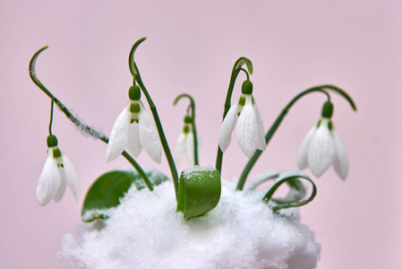 雪中的雪花，春天的白色花在模糊的背景上，用文字的地方，用选择性的焦点和雪花关闭