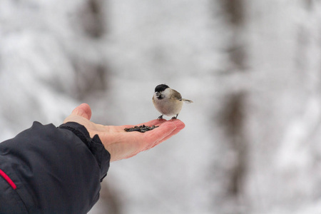 s hand in a winter park. Birds