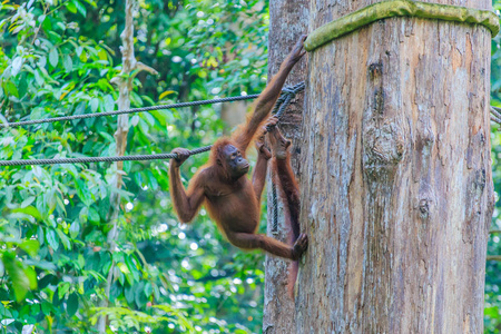 猩猩或PongoPygmaeus是在婆罗洲和苏门答腊岛上发现的唯一的亚洲动物