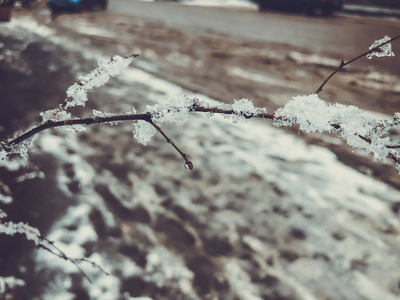 一棵树的雪, 冰冻的雪。城市街道上的雪。巴库里亚尼冬季的开始