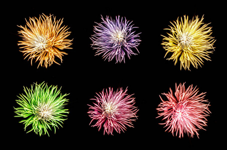 一套五颜六色的菊花，在黑暗的背景上进行艺术作品和摄影装饰。