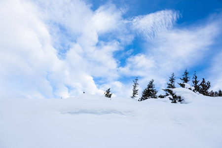 瑞士丛林的冬天和雪