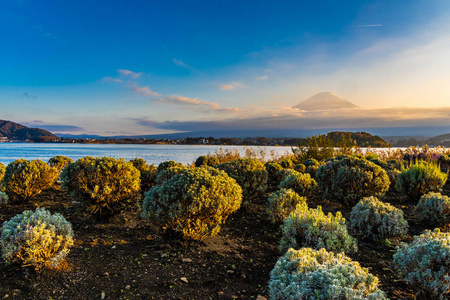 富士山的美丽景观，秋季日落时分，日本大林枫叶树环绕湖面