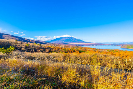 日本秋季稻子或山坂湖富士山的美丽景观