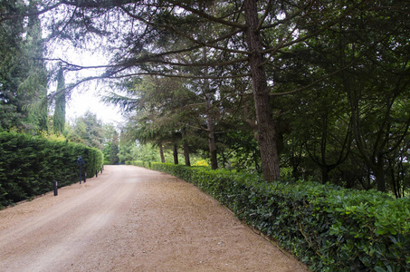 漫滩森林路径图片