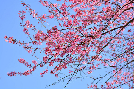 野生喜马拉雅樱花粉红色樱花树或樱花野生喜马拉雅樱花冬季在泰国佛洛洛埃和菲萨努洛克山上盛开