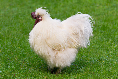 silkie34