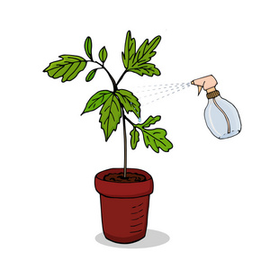 照顾室内植物. 浇花. 向量照片